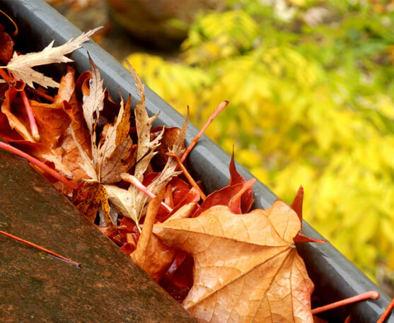 DN Roof Tiling & Restoration - image of leaves filling a roof gutter before roof restoration